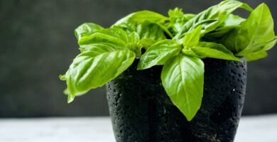 albahaca fresca en la nevera