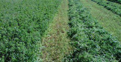 alfalfa y su cultivo