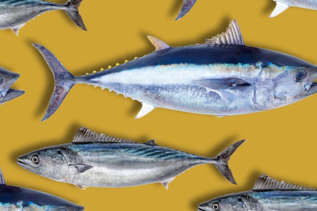 atun vs bonito comparativa