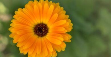 calendula en flor