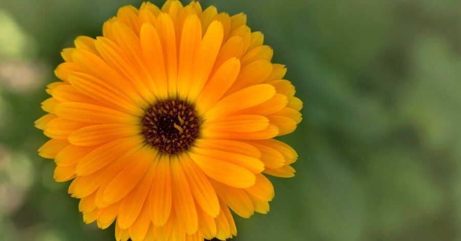 calendula en flor