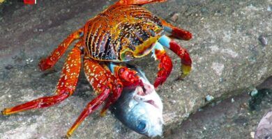 cangrejos de rio alimentandose