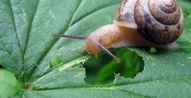 caracol alimentandose
