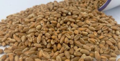 espelta y sus beneficios