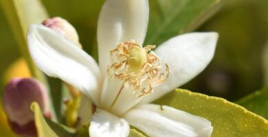 flor de limon