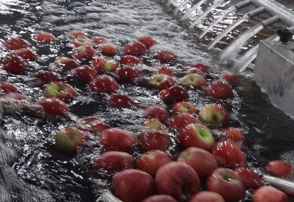 frutas y proceso de elaboracion