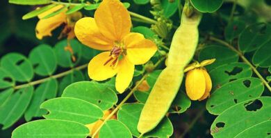 hoja de sen y sus usos
