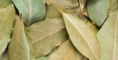 hojas de laurel