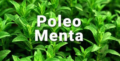 hojas de menta poleo