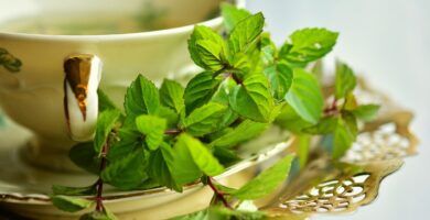 infusion de menta marroqui