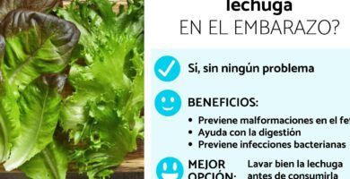 lechuga embarazo