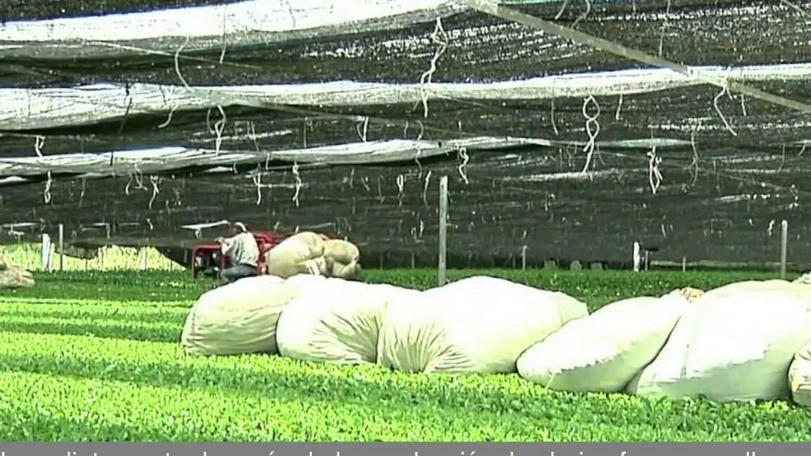 matcha y su proceso de produccion