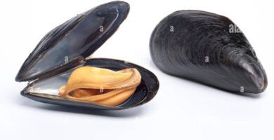 mejillones cerrados y abiertos