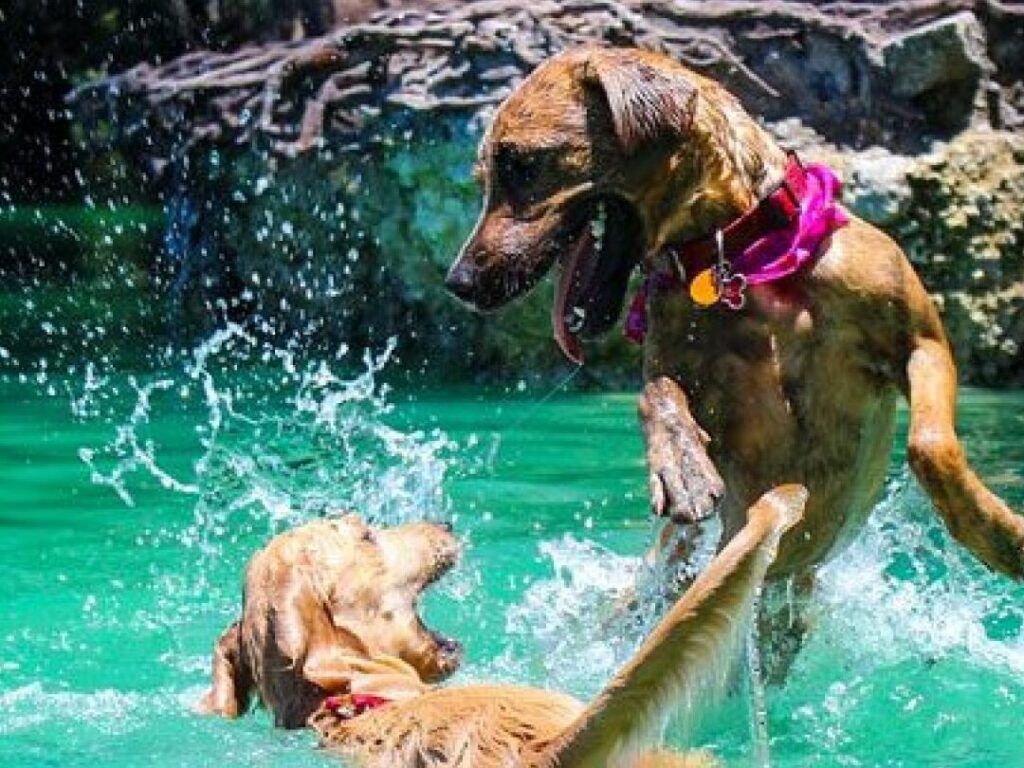 patas de perro sumergidas en agua con sal