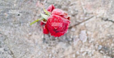 petalos de rosa congelados