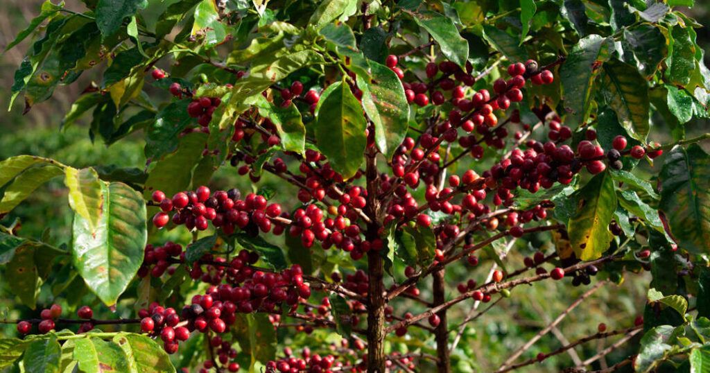 planta de cafe