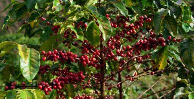 planta de cafe