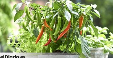 planta de guindillas en crecimiento