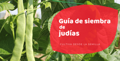planta de judias productiva