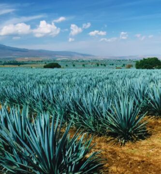 plantacion de agave
