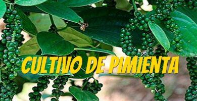 plantacion de pimienta negra