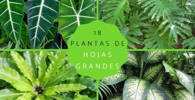plantas con hojas verdes