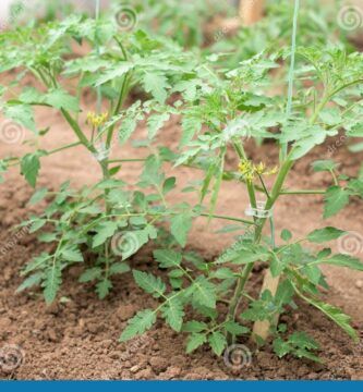 plantas de tomate jovenes