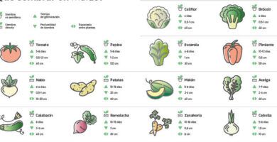 plantas para sembrar en febrero y marzo