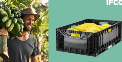 platanos frescos y duraderos