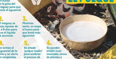 proceso de elaboracion del pulque