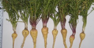 raiz de maca y sus beneficios