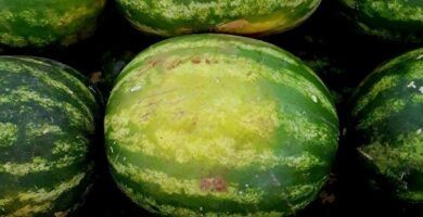 sandia madura