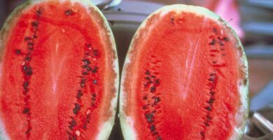 sandias en plena madurez