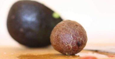 semilla de aguacate en uso