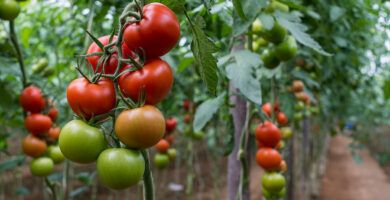tomate en su lugar de origen