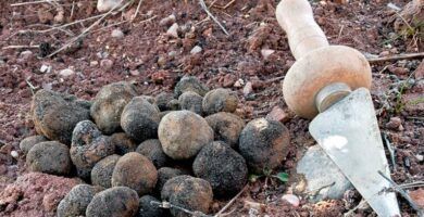 trufa negra y su habitat