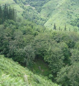 un bosque con arboles de pino