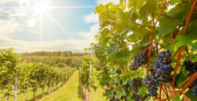 un vinedo en la rioja