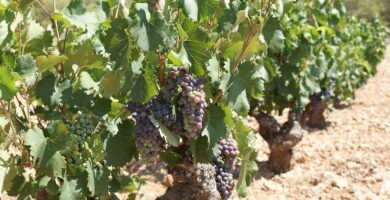 una cepa con racimos de uvas