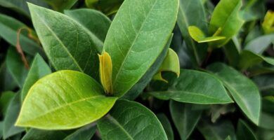 una hoja de laurel