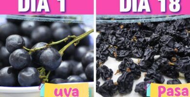 uvas pasas en proceso