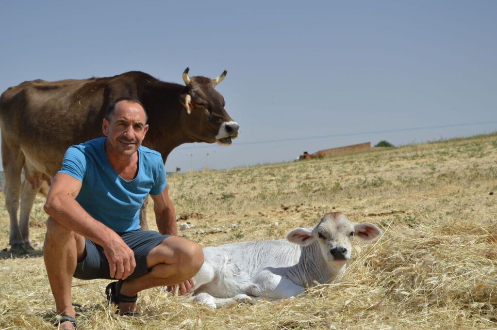 vaca y alpiste juntos