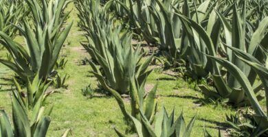 variedades de maguey