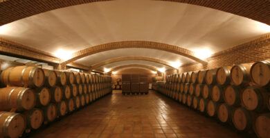 vinedo y bodega